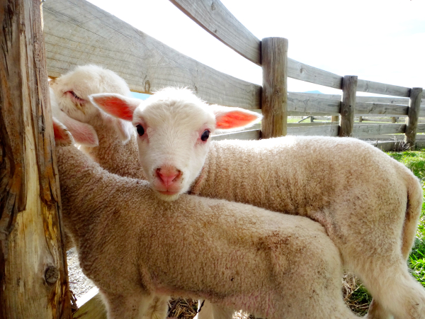 LearnABC BLOGのサムネイル